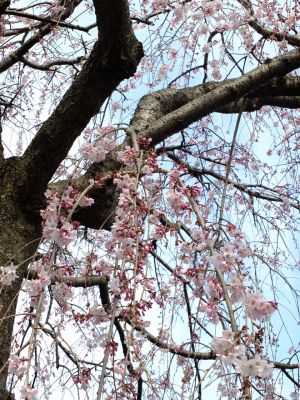 早渕川岸の枝垂れ桜
