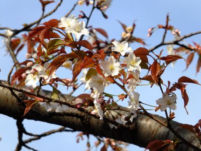 都筑中央公園の山桜
