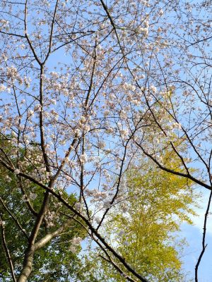 心行寺の染井吉野・山桜
