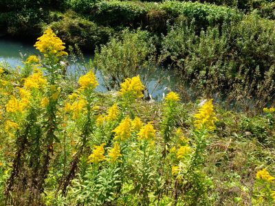 早渕川（セイタカアワダチソウ）花粉アレルギーのもと。北アメリカ産
