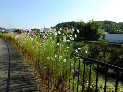 早渕川（矢崎橋左岸下流）
