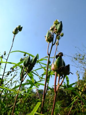 ささぶねの道（花オクラ）
