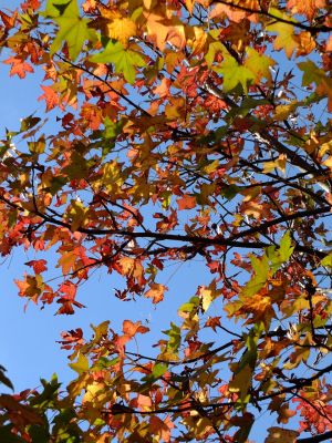 都筑ふれあいの丘の「アメリカンふう」
