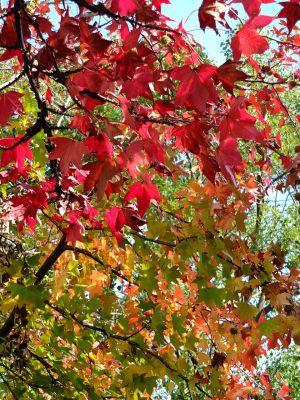 都筑ふれあいの丘の「アメリカンふう」
