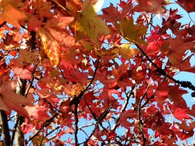 都筑ふれあいの丘の「アメリカンふう」
