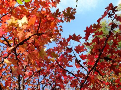 都筑ふれあいの丘の「アメリカンふう」
