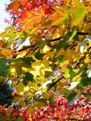 都筑ふれあいの丘の「アメリカンふう」
