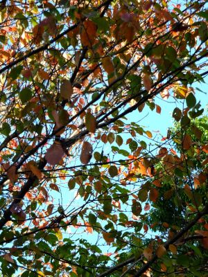 ささぶねの道 御影橋
