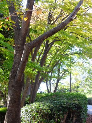 鴨池公園まんまる広場
