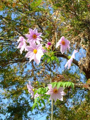 荏田近隣センター
