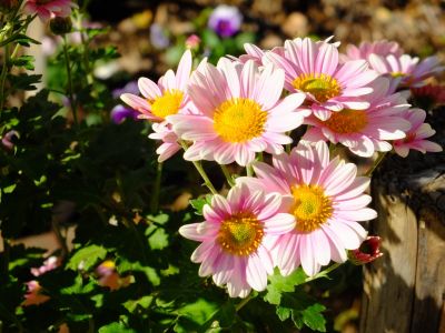 荏田近隣センター
