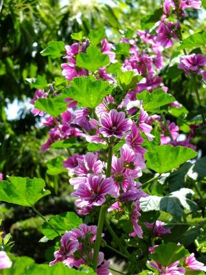 柚木の丘周辺（ゼニアオイ）
