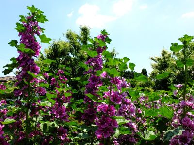 柚木の丘周辺（ゼニアオイ）
