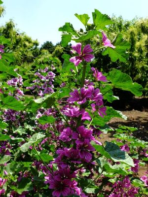 柚木の丘周辺（ゼニアオイ）
