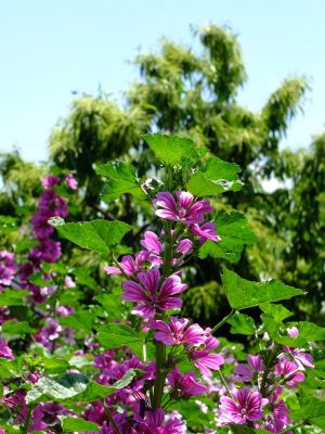 柚木の丘周辺（ゼニアオイ）
