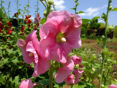 柚木の丘周辺（タチアオイ）
