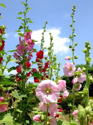 柚木の丘周辺（タチアオイ）
