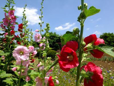 柚木の丘周辺（タチアオイ）
