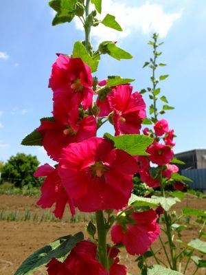 柚木の丘周辺（タチアオイ）
