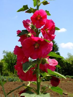 柚木の丘周辺（タチアオイ）
