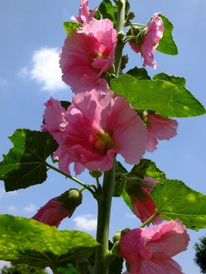 柚木の丘周辺（タチアオイ）
