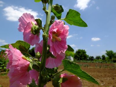 柚木の丘周辺（タチアオイ）

