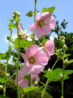 柚木の丘周辺（タチアオイ）
