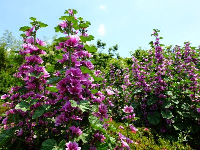 柚木の丘周辺（ゼニアオイ）
