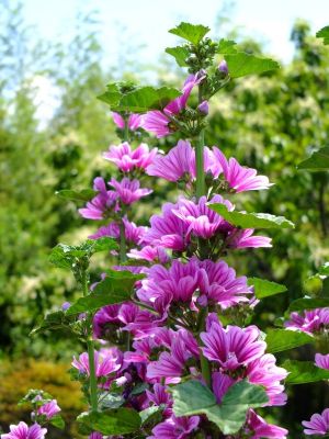 柚木の丘周辺（ゼニアオイ）
