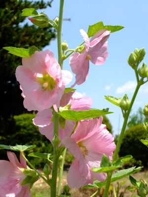 柚木の丘周辺（タチアオイ）
