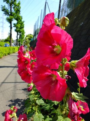江田高校隣の歩道
