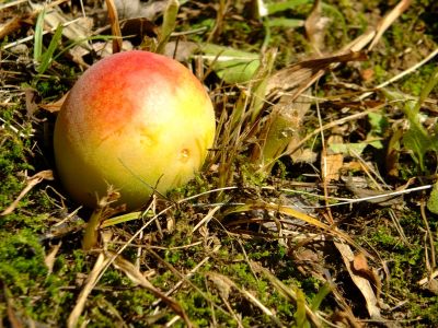 折田不動公園（梅の実）
