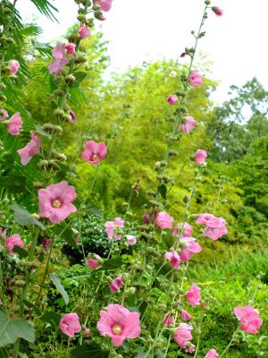 荏田南町（立葵）
