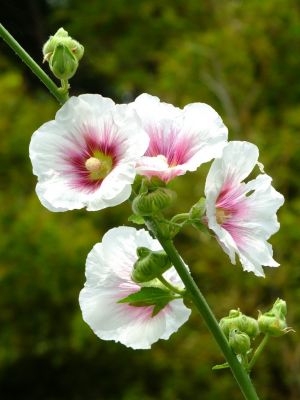 荏田南町（立葵）
