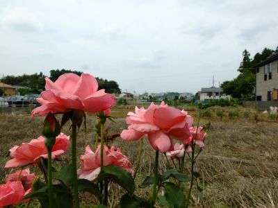 荏田南町（薔薇）
