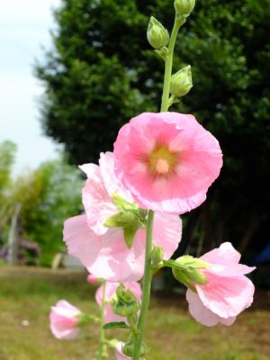 荏田南町（タチアオイ）
