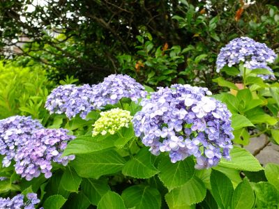 都筑中央公園のばじょうじ谷戸
