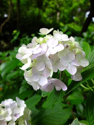 都筑中央公園のばじょうじ谷戸
