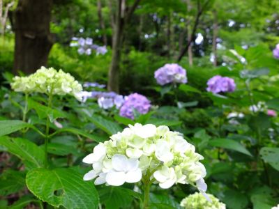都筑中央公園のばじょうじ谷戸
