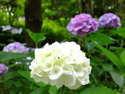 都筑中央公園のばじょうじ谷戸
