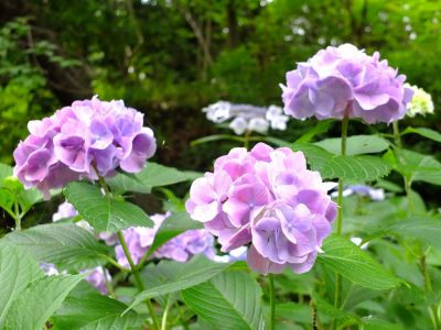 都筑中央公園のばじょうじ谷戸
