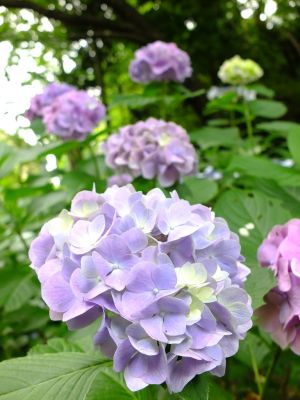 都筑中央公園のばじょうじ谷戸
