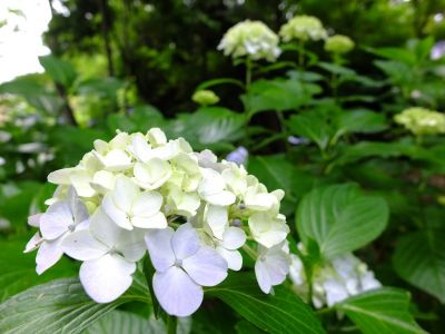 都筑中央公園のばじょうじ谷戸
