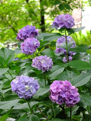 都筑中央公園のばじょうじ谷戸
