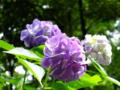 都筑中央公園のばじょうじ谷戸
