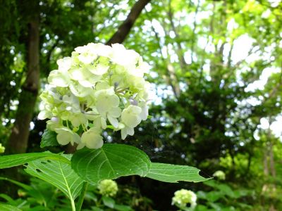 都筑中央公園のばじょうじ谷戸
