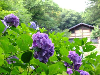 都筑中央公園のばじょうじ谷戸
