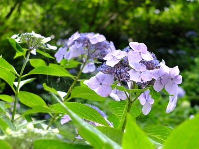 都筑中央公園のばじょうじ谷戸
