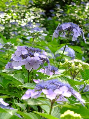 都筑中央公園のばじょうじ谷戸
