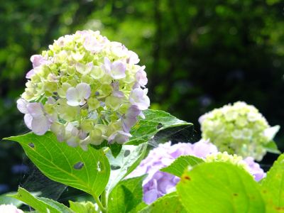 都筑中央公園のばじょうじ谷戸
